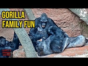 Baby Gorillas Playtime with Silverback Kisumu 🦍❤️