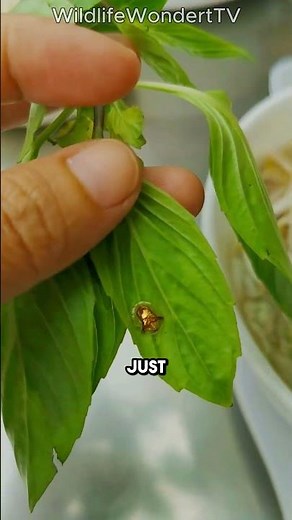 The Beetle That Turns Gold: Golden Tortoise Beetle