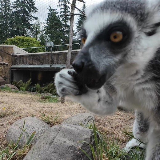 52K views · 1.9K reactions | leme cuisine coming right up Lemurs have special teeth, called a toothcomb, used for grooming and eating small fruits. Here you can see them using it to peel and chomp pieces of banana! | Oregon Zoo | Facebook