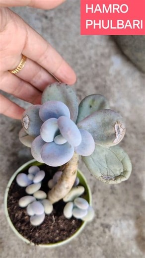 Like a mom protecting her adorable kids — calm, caring, and full of love. 🌿💚 This beautiful Moonstone Succulent (Pachyphytum oviferum) truly touched my heart, showing how love and care exist in every form of life. 🪴✨ #MoonstoneSucculent #NatureLove #PeacefulVibes #HamroPhulbari #PlantMagic #fbreels | HAMRO Phulbari