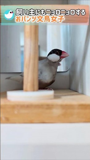 Finally, a Java Sparrow girl in shorts is slithering around to her owner! #JavaSparrow #birds #sh...