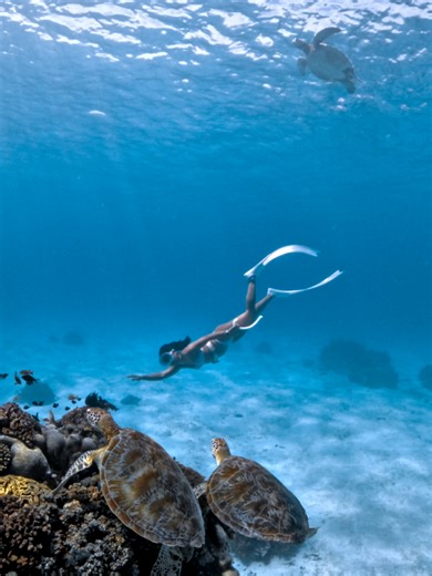 Counting Pawikans at Balicasag Island