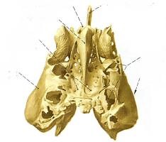 Hueso etmoides - 7 partes
