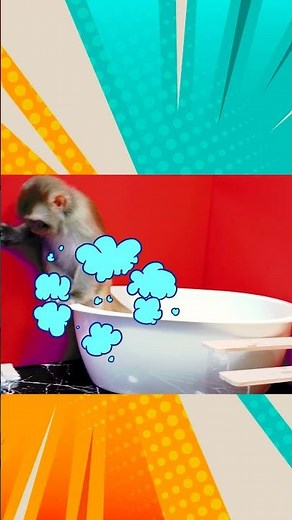 Kiki Monkey best videos complaint one hours | Kiki Monkey