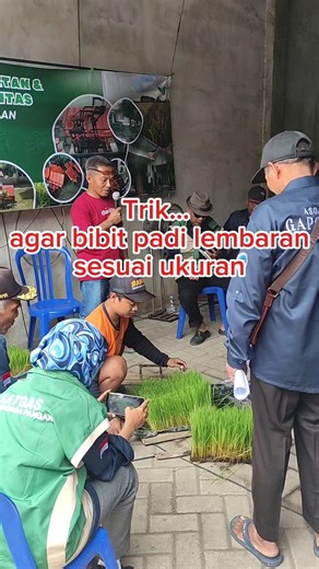 cara potong bibit lembaran agar sesuai dengan jarak tanam alat tanam padi Badol Ponorogo