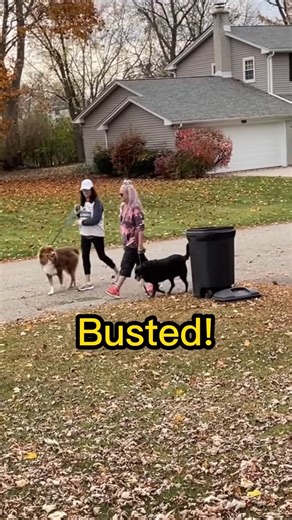 175K views · 564 reactions | Rude dog owners learn a lesson!  This video was produced by Network Media and Steve J | Westcoast Creators of Network Media | Facebook