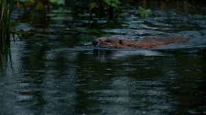 Raw video: Leave it to beaver: Dam-building critters to help fight floods after return to the wild on Exmoor 1/2