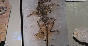 Como funciona o carbono 14? | Oráculo