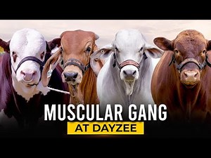 The Muscular Gang of DayZee | Heavy Bulls