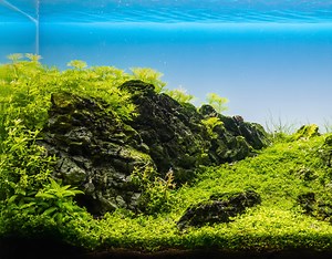 Hardscape - Steine für das Naturaquarium - eine Übersicht