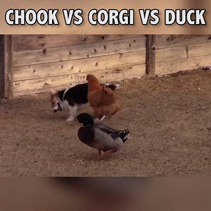 Me commentary on an epic rumble.🎙 Source video: JukinVideo | Ozzy Man Reviews