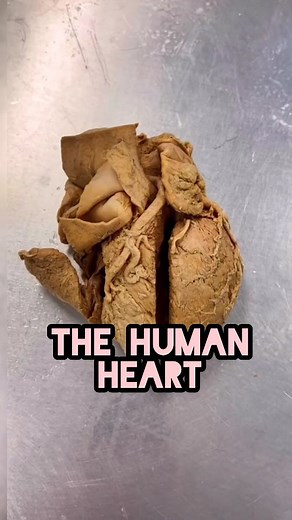 GCSE Biology Paper 1 Revision: The Human Heart. Science Rap reposts before exams all month 👍🏽#heart #humanheart #biology #paper1 #gcse #science #teacher #school #rappingteacher #stem #centralcee #doja #centralceedoja #dojaremix @centralcee @djtarget | Matt Green