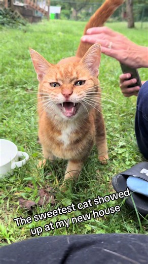 Cat distribution system blessed me? (My mom was taking a picture to check if it was a boy or girl lol) #fypシ #cat #cats #catdistributionsystem #catsoftiktok