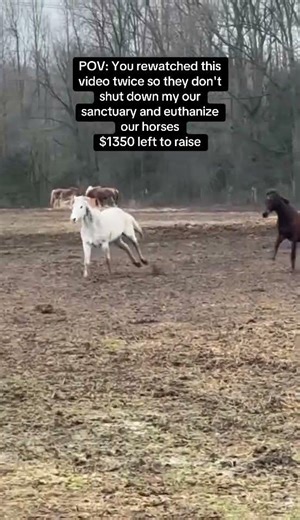 #horse #equestrianjourney #animalrescue #giveusourstolenmoneyback #horserescue