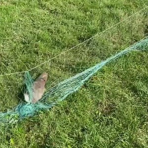 Catching rabbits using ferrets - Ferreting- rabbit hunting