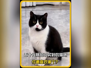 五十块就可以买到的猫咪，你最喜欢哪只？