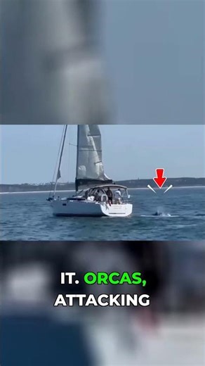 Orcas Are Attacking Boats AGAIN in 2025 😳