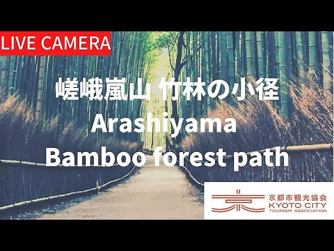【LIVE】京都 嵯峨嵐山 竹林の小径ライブ中継カメラ（京都市観光協会公式）／Bamboo forest path, Kyoto Live camera
