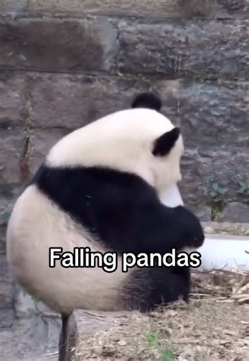 Falling Pandas: Embracing the Panda Core Lifestyle
