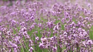 Lavender, flowers close-up. Beautiful lavender bushes sway in the wind, summer background. Purple lavender flowers. Production of cosmetics and perfumes. Beautiful floral background