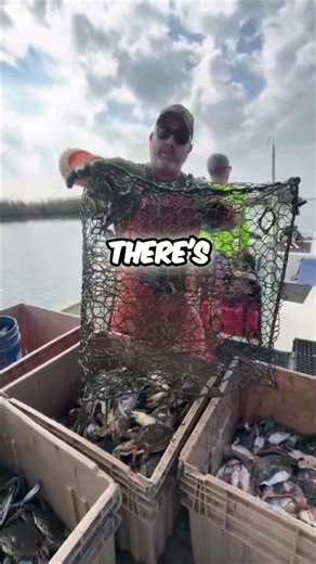 Why You Don’t Stick Your Finger in a Crab Trap