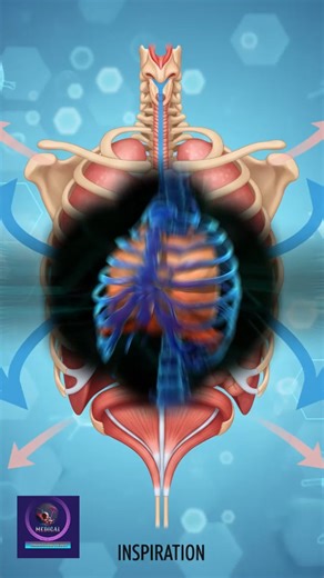 Inspiration Process in Human Breathing | How Air Enters the Lungs. #InspirationProcess #HumanBreathing #HowAirEntersTheLungs #RespiratorySystem #Inhalation #LungFunction #MedicalAnimation #HumanAnatomy #BiologyEducation #OxygenFlow #AnatomyAndPhysiology | Medical Animation Media