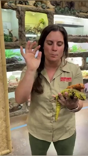 Neon orange and yellow lizards 😱 #reels #animal #funnyanimals #cuteanimals #reptile #feeding #lizard #uromastyx #thereptilezoo | The Reptile Zoo