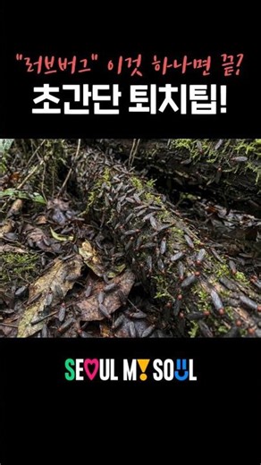 서울을 뒤덮은 러브버그, 살충제보다 효과적인 꿀팁 3가지? 대처 요령 총정리! #shorts #러브버그 #서울시 #서울 #SEOUL