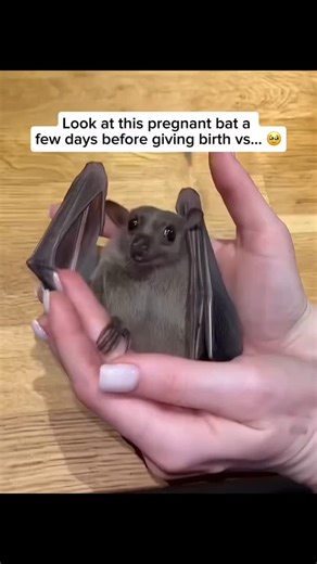 Bat Lovers on Instagram: "Bats give birth in a way that might surprise you because it is very similar to mammals on the ground. A mother bat usually hangs upside down and gently catches her newborn with her wings as it arrives. She cleans the baby, holds it close for warmth, and keeps it safe. Baby bats, called pups, cling to their mother’s fur or hang from her body while they nurse and grow strong enough to fly on their own. There are more than 1,400 bat species worldwide, making them the secon