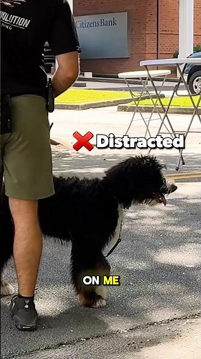 The 3 Steps of Dog Socialization #dogs