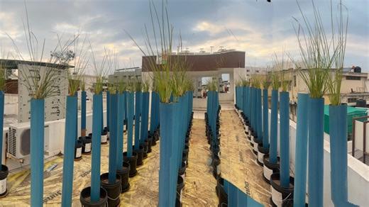 From CISA, ISO 27001 Lead Auditor, Certified Project Management Professional to Environmental Stewardship: