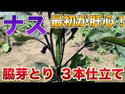 ナスの育て方は最初が重要！たくさん収穫するための３本仕立て整枝方法！