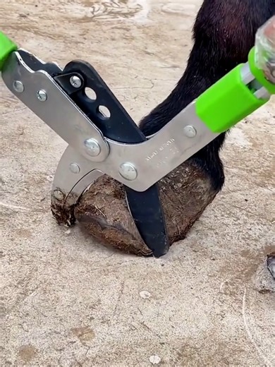 Understanding Farriery: The Art of Horseshoeing