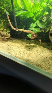 🐸 Breakfast for "Psycho" ❤ Budgett's frog aka Freddy Krueger frog (Lepidobatrachus laevis) powered by Aquarium-Dietzenbach #werbung #oliverknott #aquarium #aquariumhobby #aquariumdesign #aquariumfish #aquariumlife #aquariumplants #freshwateraquarium #plantedaquarium #natureaquarium #plantedtank #aquariumdesign #aquascapes #freshwatertank #fishtank #fishtanks #love #frog #terrarium #paludarium #lepidobatrachus | Oliver Knott