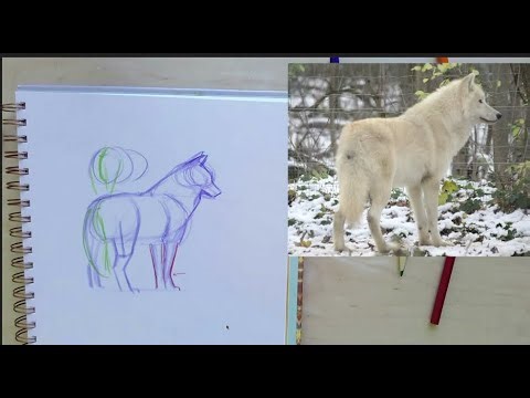 Let's Draw Wolves!