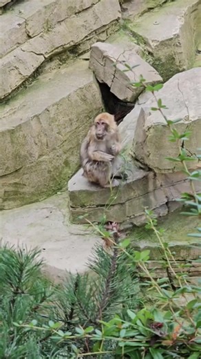 Ultra Hd Monkey #animaldocumentary #monkey #animals #4kuhd #wildanimals #animallife