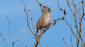 Pyrrhuloxia or Desert cardinal singing (Cardinalis sinuatus) America, Mexico. | BIRDS & Nature