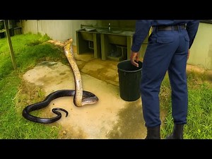 Deadly Snake At Camp