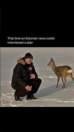 That time this news reporter interviewed a deer😭 #animals #funnyvideos #viralshort
