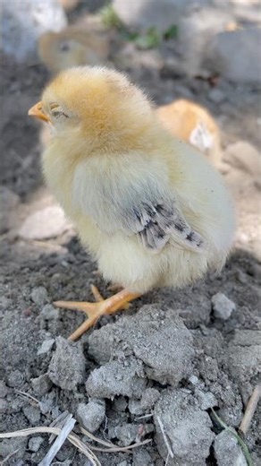 Sick Baby Chick Care 🐥#shorts #shortsfeed #cute #birds #chicken #birds #chicks