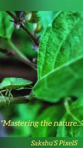 Nature’s tiny warrior 🌿🐞Green Stink Bug | Macro World #shorts #trending #fyp #stinkbugs #insectworld