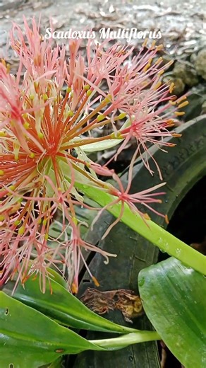 Scadoxus Multiflorus – Wild African Blood Lily in Bawofanayama #nature