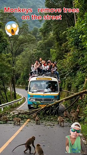 308K views · 1.3K reactions | Monkeys remove trees in the street #hilightseveryonefollowers2025 #aiartwork #AICreativity #monkeys #credittotherightfulownerofthisvideo | Alexander Tagata Jr. | Facebook
