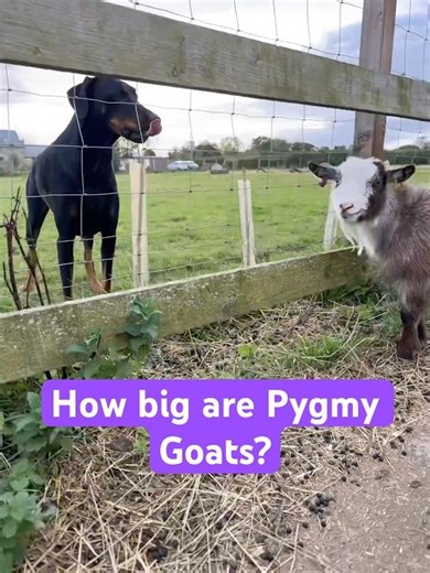 How big are Pygmies? Xx