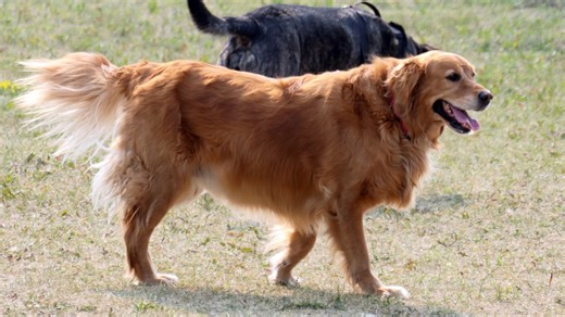 Whyte Ridge welcomes brand new off leash dog park