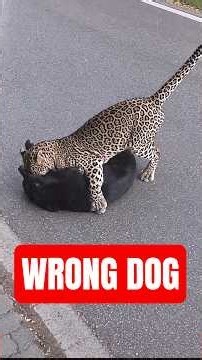 The Most Dangerous Mistake Dog Owners Make #canecorso #training