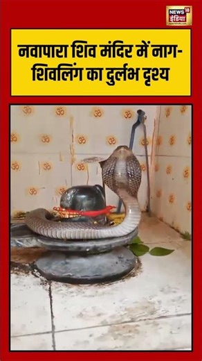 नवापारा शिव मंदिर में नाग शिवलिंग का दुर्लभ दृश्य #viralvideo #viralnews #chhattisgarh #shorts