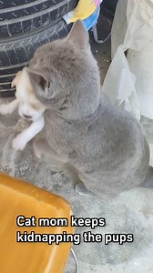 149K views · 420 reactions | pup-napping #kitten #puppy #9gagtv | 9GAG TV | Facebook