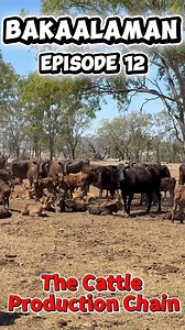 BAKAalaman – Episode 12 The Cattle Production Chain Mga Kabaka, napansin n’yo ba? May mga bakang pareho ang pakain, pero magkaiba ang resulta. May mga farm na tuloy-tuloy ang kita, habang ang iba ay paikot-ikot sa problema. Sa BAKAalaman Episode 12, pag-uusapan natin ang pinakapundasyon ng cattle production — ang Cattle Production Chain. Sa The Philippine Cattle Feeding Handbook, ito ang tinatawag nating The 3 Stages of Production: • Breeding • Backgrounding • Fattening Hindi ito magkakahiwalay 