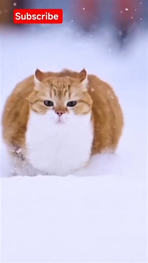 This Cat Running on Snow Will Melt Your Heart ❄️🐱